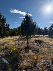 20 Acres For Sale in Alturas, California - image 16