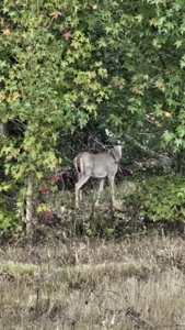 Overton TX Land for Sale Near Kilgore in Rusk County East Texas - image 15