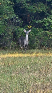 Overton TX Land for Sale Near Kilgore in Rusk County East Texas - image 14