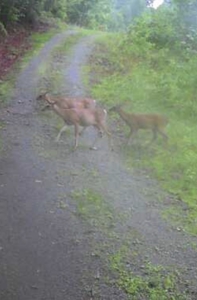 4 Bedroom Cabin on approx 150 Acres Knifley, Kentucky - image 48