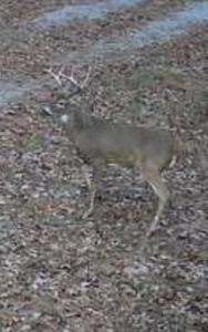 4 Bedroom Cabin on approx 150 Acres Knifley, Kentucky - image 44