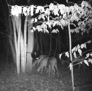 4 Bedroom Cabin on approx 150 Acres Knifley, Kentucky - image 47