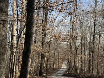 4 Bedroom Cabin on approx 150 Acres Knifley, Kentucky - image 1