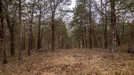 Wooded Acreage for sale in the Missouri Ozarks - image 11