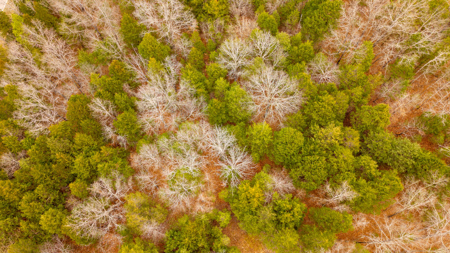 Wooded Acreage for sale in the Missouri Ozarks - image 5