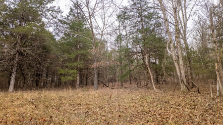 Wooded Acreage for sale in the Missouri Ozarks - image 9
