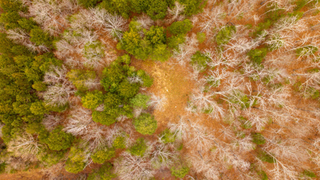 Wooded Acreage for sale in the Missouri Ozarks - image 4
