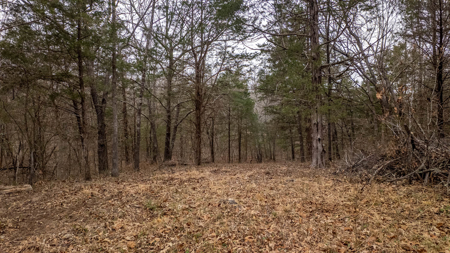 Wooded Acreage for sale in the Missouri Ozarks - image 10