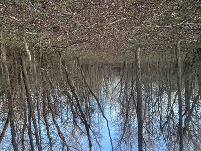 The Croft: 63 Acres for Farm, Hunt & Homesites - image 8