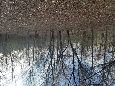 The Croft: 63 Acres for Farm, Hunt & Homesites - image 12