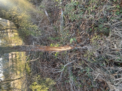 The Croft: 63 Acres for Farm, Hunt & Homesites - image 3