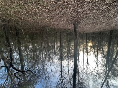 The Croft: 63 Acres for Farm, Hunt & Homesites - image 23
