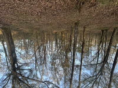 The Croft: 63 Acres for Farm, Hunt & Homesites - image 22