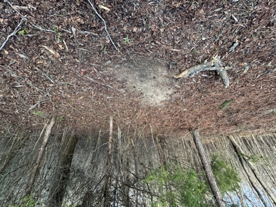 The Croft: 63 Acres for Farm, Hunt & Homesites - image 46