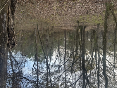 The Croft: 63 Acres for Farm, Hunt & Homesites - image 17