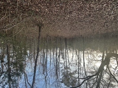 The Croft: 63 Acres for Farm, Hunt & Homesites - image 6