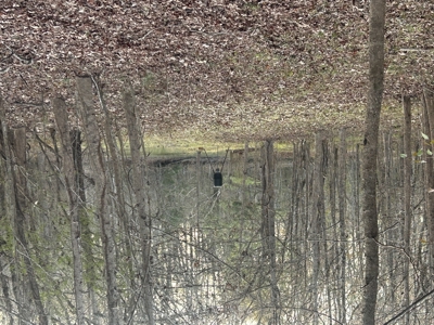 The Croft: 63 Acres for Farm, Hunt & Homesites - image 11