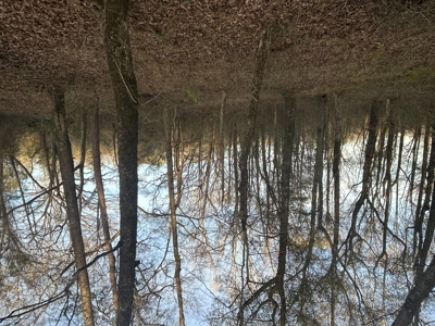 The Croft: 63 Acres for Farm, Hunt & Homesites - image 15