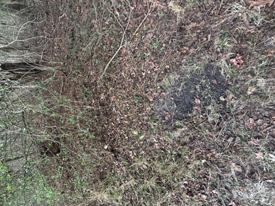 The Croft: 63 Acres for Farm, Hunt & Homesites - image 9