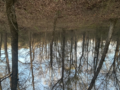 The Croft: 63 Acres for Farm, Hunt & Homesites - image 18