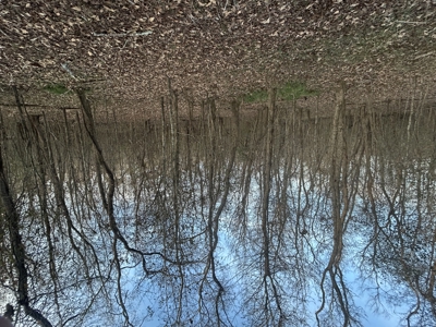 The Croft: 63 Acres for Farm, Hunt & Homesites - image 5