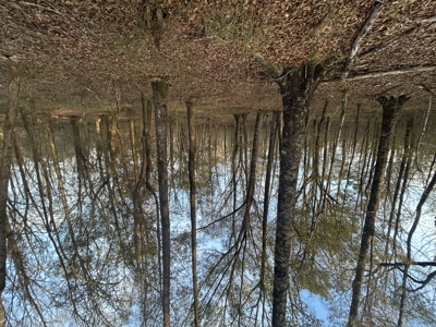 The Croft: 63 Acres for Farm, Hunt & Homesites - image 21