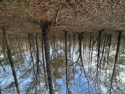 The Croft: 63 Acres for Farm, Hunt & Homesites - image 20