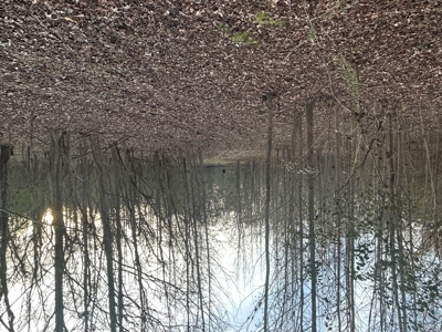 The Croft: 63 Acres for Farm, Hunt & Homesites - image 13