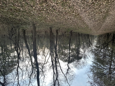 The Croft: 63 Acres for Farm, Hunt & Homesites - image 47