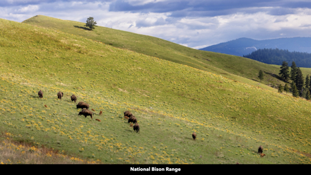 Montana Acreage For Sale in Saint Regis, MT - image 44