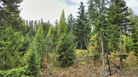 Montana Acreage For Sale in Saint Regis, MT - image 34