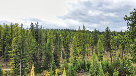 Montana Acreage For Sale in Saint Regis, MT - image 35