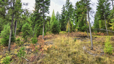 Montana Acreage For Sale in Saint Regis, MT - image 33