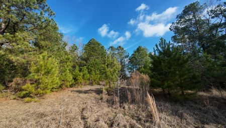 Flexible Small Lot in North East Texas. - image 11