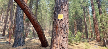Country Home on 40 Acres in Lassen County - image 29