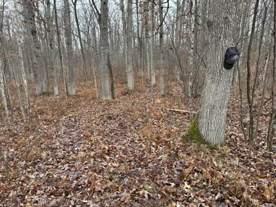Legacy Whitetail Retreat — 65 Acres with New Custom Hunting Cabin - image 43