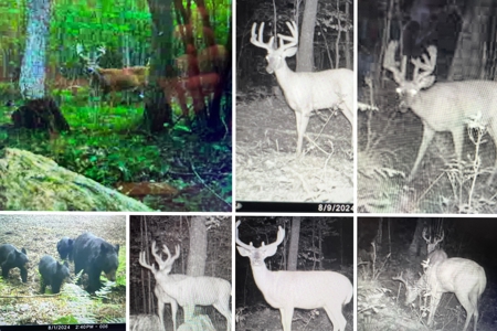 Legacy Whitetail Retreat — 65 Acres with New Custom Hunting Cabin - image 40