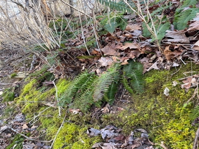 Southeast Facing Building Site On Wooded 37 Acre Ozark Mountain - image 10