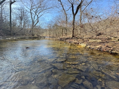 Southeast Facing Building Site On Wooded 37 Acre Ozark Mountain - image 15