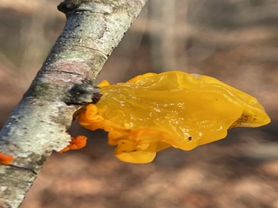 Southeast Facing Building Site On Wooded 37 Acre Ozark Mountain - image 12