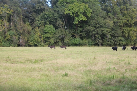 50 Acres on the Pearl River For Sale Simpson County Mississippi - image 10