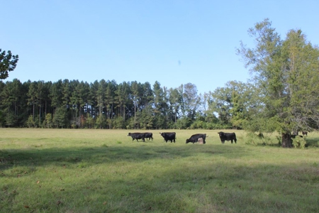 50 Acres on the Pearl River For Sale Simpson County Mississippi - image 9