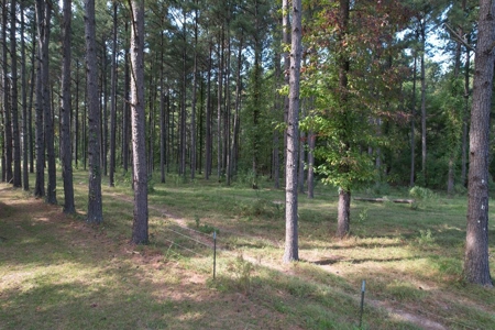 50 Acres on the Pearl River For Sale Simpson County Mississippi - image 8