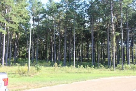 50 Acres on the Pearl River For Sale Simpson County Mississippi - image 6