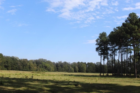 50 Acres on the Pearl River For Sale Simpson County Mississippi - image 14