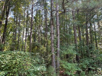 East Texas Land for Sale - Secluded Acreage with Pond, Utilities - image 12