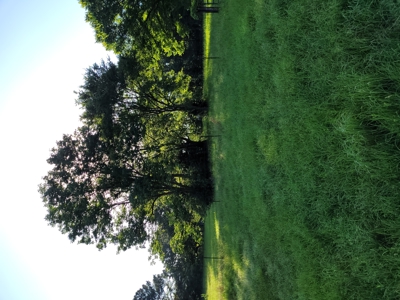 East Texas Land for Sale - Secluded Acreage with Pond, Utilities - image 4