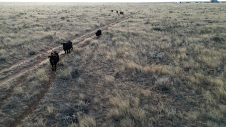 Farming, Ranching and Conservation Tracts for Sale in NM and TX - image 50