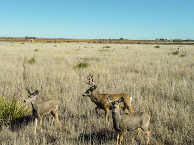Farming, Ranching and Conservation Tracts for Sale in NM and TX - image 27