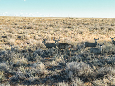 Farming, Ranching and Conservation Tracts for Sale in NM and TX - image 36